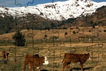 Livestock on Kodiak jigsaw puzzle