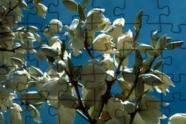 Soaptree Yucca