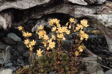 Saxifrage manchado
