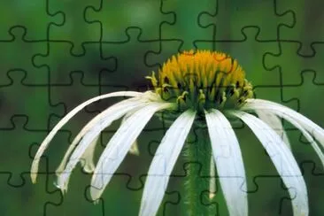 Coneflower de folhas estreitas brancas