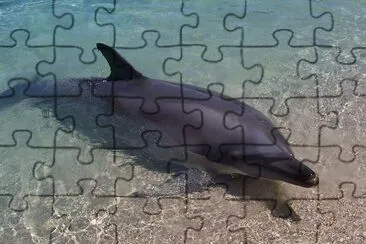פאזל של דולפין
