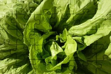 Lettuce jigsaw puzzle