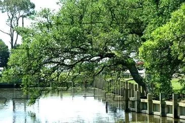 Water Oak jigsaw puzzle