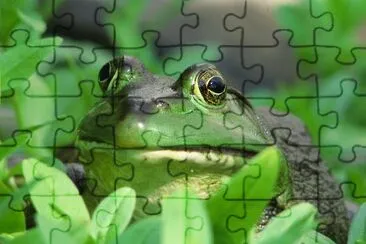 Bullfrog jigsaw puzzle