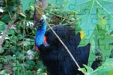 A Cassowary jigsaw puzzle