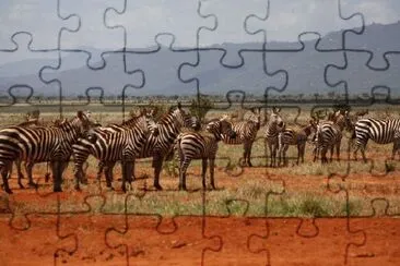 פאזל של זברות