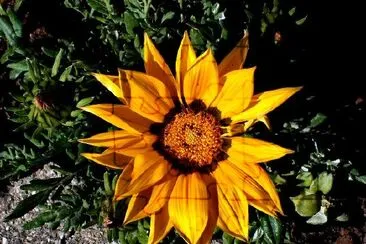 Uma flor