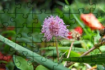 Uma flor