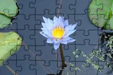 Flor de Lotus