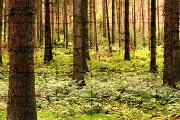 Wald