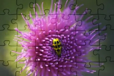 Flea Beetle jigsaw puzzle