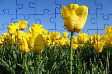 Tulipes jaunes