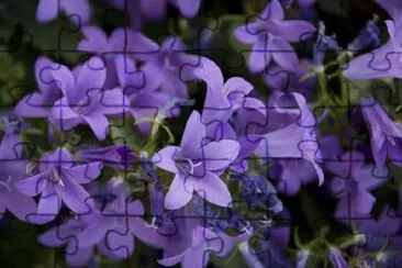 Campânula Violeta