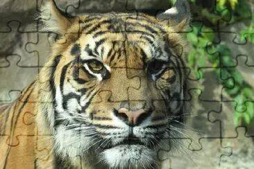 A Tiger jigsaw puzzle