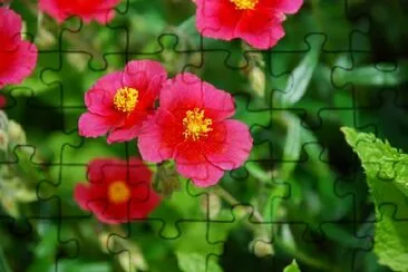 Flores cor de rosa
