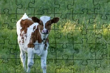 A Calf jigsaw puzzle