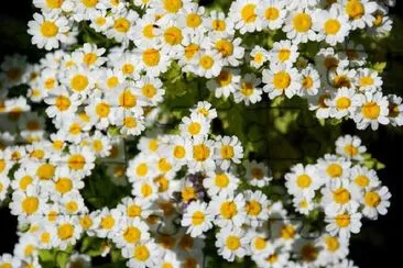 Flores brancas