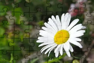 Uma margarida