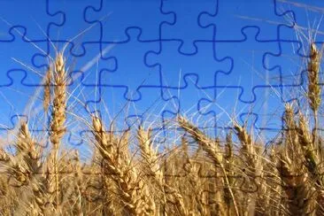 Wheat jigsaw puzzle