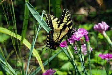 A Butterfly jigsaw puzzle