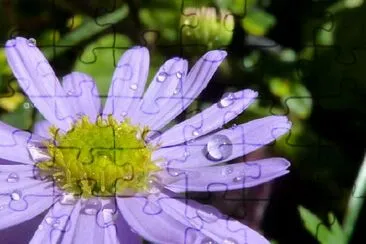 Flor roxa e pingos de chuva
