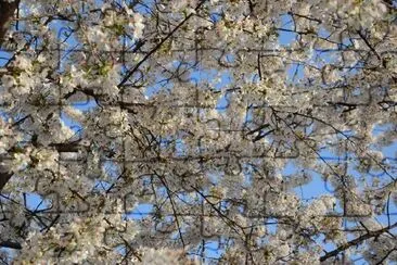 Flor da primavera