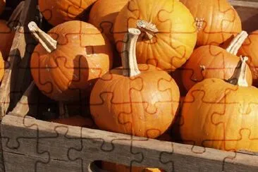 Pumpkins jigsaw puzzle