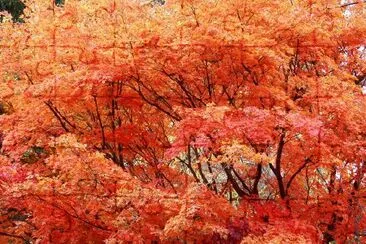 Autumn leaves jigsaw puzzle