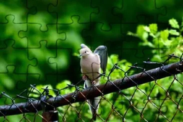 鳩