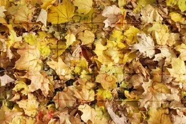 Yellow Autumn Leaves jigsaw puzzle
