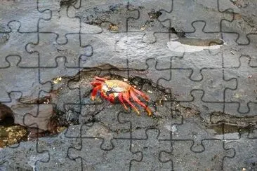 פאזל של סרטן