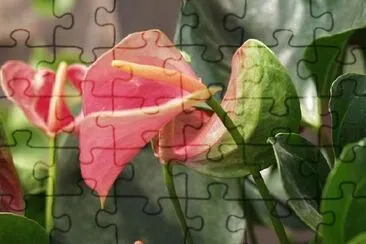 פאזל של פרח טרופי