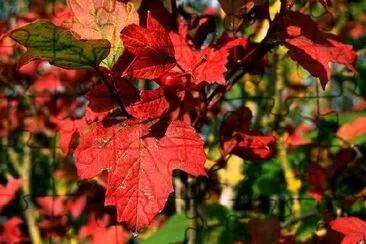 Foglie rosse in autunno