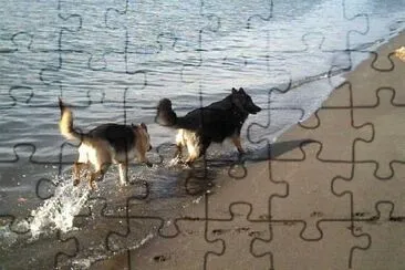 פאזל של רועים גרמנים רצים על החוף