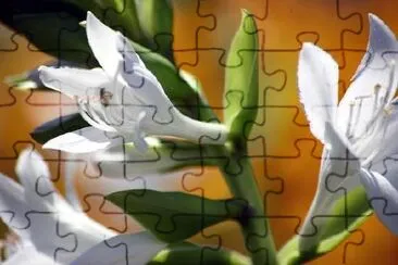 White flowers jigsaw puzzle