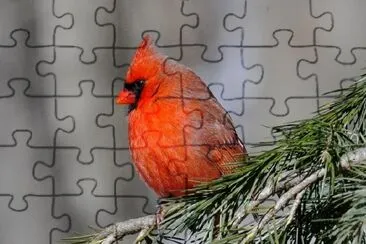 Cardinal bird jigsaw puzzle
