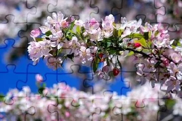Kirschblüte