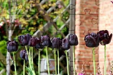 Black Tulips jigsaw puzzle