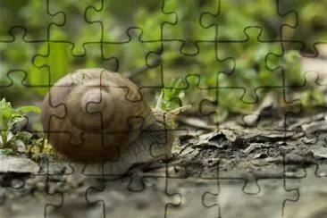 Eine Schnecke