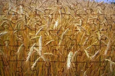 Hay Grass jigsaw puzzle