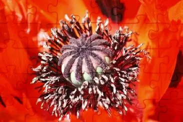 Red Flower jigsaw puzzle