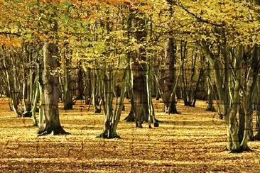 Wald