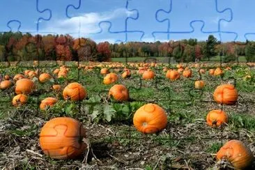 Pumpkins field jigsaw puzzle