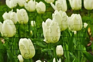 White Tulips  jigsaw puzzle