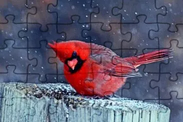Cardinal Bird jigsaw puzzle