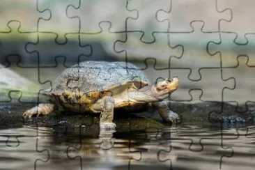 Tortoise jigsaw puzzle