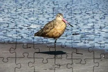 海灘上的鳥