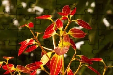 Orange Leaves jigsaw puzzle