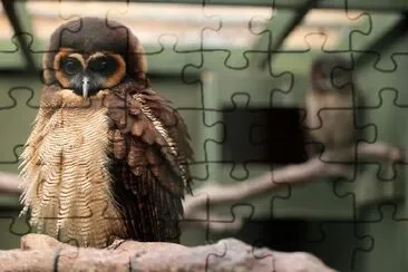Owls jigsaw puzzle