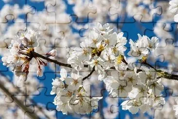 Cherry Blossom jigsaw puzzle